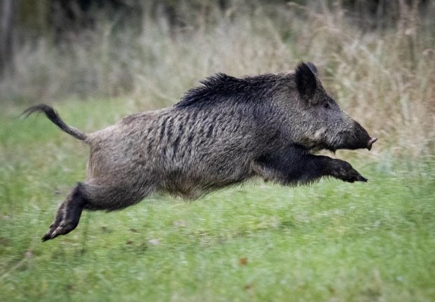 Should Sweden foot the bill for radioactive wild boar?