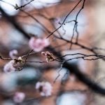 Stockholm’s cherry trees are in bloom – what happened to winter?