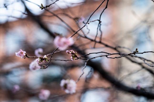 Stockholm’s cherry trees are in bloom – what happened to winter?