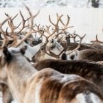 Reindeer tortured after threats towards Sami community in northern Sweden