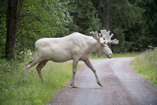 Watch: Ten of Sweden’s most incredible wild animals