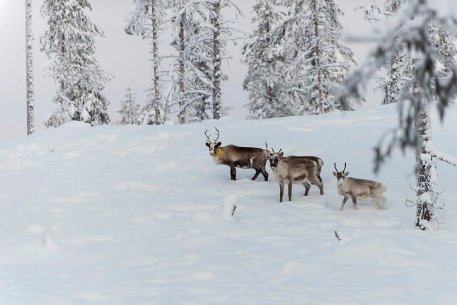 How Sweden’s Sami reindeer herders are being forced to adapt to climate change
