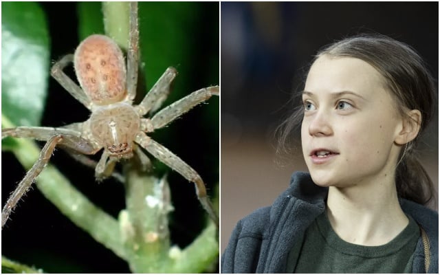 New spider species named after Greta Thunberg