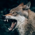 Go to the forest! Swedish phrases to use when you’re angry
