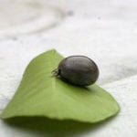 Ticks in Sweden: How to avoid them and protect yourself