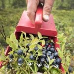 Why it's Sweden's best year for bilberries in decades – but no one's around to pick them