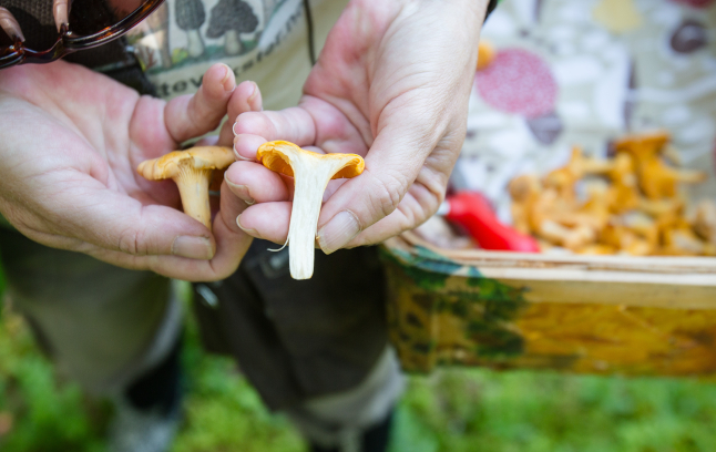 How to pick mushrooms in Sweden like you’ve been doing it all your life
