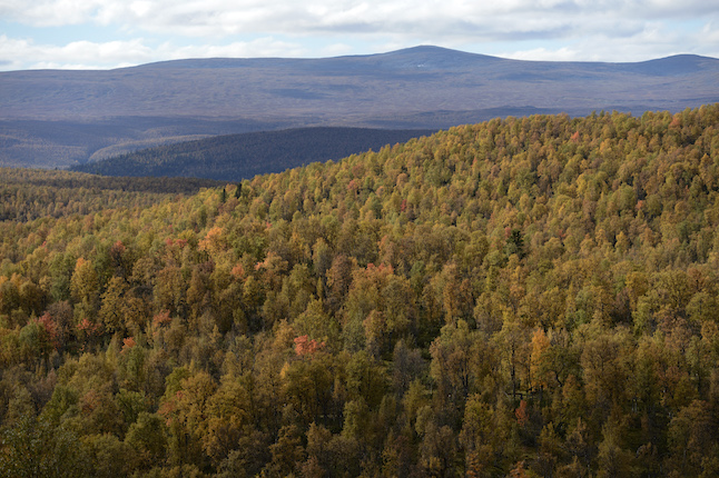 ‘Never have I seen so few old trees around’: What’s happening to Sweden’s forests?