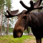 'Stop taking selfies with elk,' police warn Stockholmers