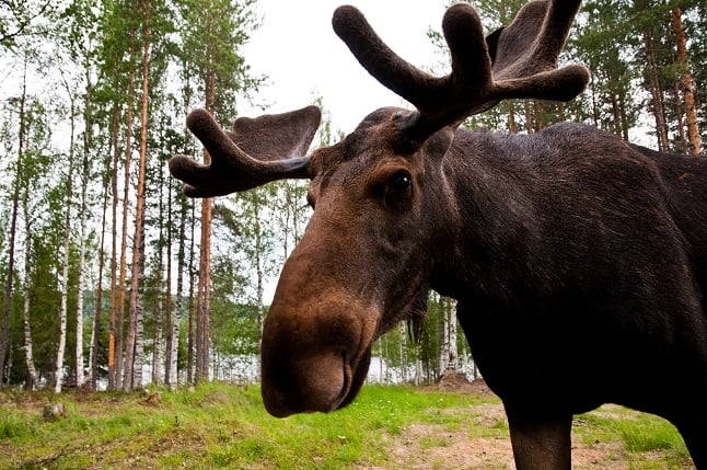 ‘Stop taking selfies with elk,’ police warn Stockholmers