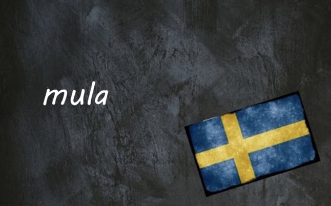 the word mula on a black background by a swedish flag